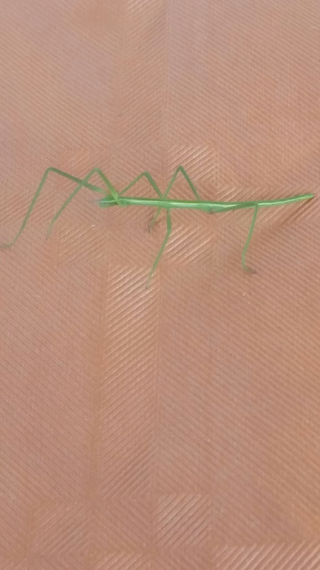 Mantide?  No, Phasmatodea: Clonopsis gallica(Bacillidae)